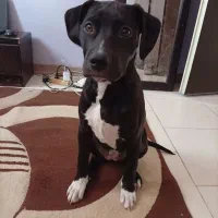 توله سگ پیت بول