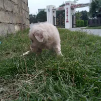 میکس توله شیتنزو اشپیتز|سگ|چمستان, |دیوار