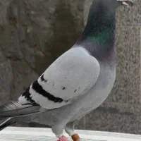پلاکی سبز دوخط  نر اصیل