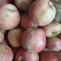 سیب|خوردنی و آشامیدنی|گلبهار, نوبهار|دیوار