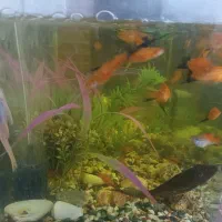 تعدادی ماهی دم شمشیری سواردتل و کت فیش با اکواریوم|ماهی|تهران, مهران|دیوار