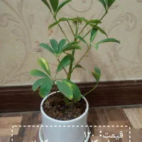 گل طبیعی لطفاً ورق بزنید|گل و گیاه طبیعی|مشهد, هنرور|دیوار