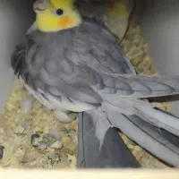 عروس هلندی جفت با جوجه