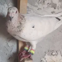 ۲عدد پلاکی نر