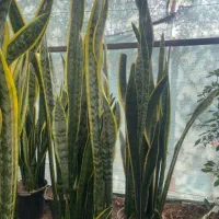 گل طبیعی|گل و گیاه طبیعی|میناب, |دیوار