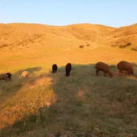 میش و بره جوان تمیز
