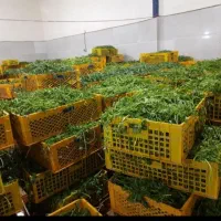 سبزی مارکت بهار فرشته سبزیجات میاندربندخام سرخ خشک|خوردنی و آشامیدنی|کرمانشاه, |دیوار