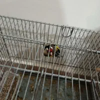 سهره نر|پرنده|محمدیه-قزوین, |دیوار