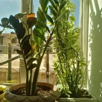گل برای فروش