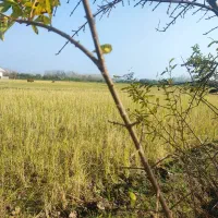 خانه و شالیزار چسب هم /سندتکبرگ منطقه آزاد/۸۳۰۰متر|فروش خانه و ویلا|رشت, گلسار|دیوار