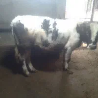 گوساله نر هلشتاین