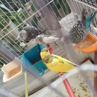 6 تا مرغ عشق معاوضه با عروس هلندی نر سخنگو|پرنده|گلبهار, شهر جدید گلبهار|دیوار