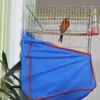 قناری نر|پرنده|کرمان, |دیوار