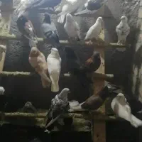 کبوتر پرشی ساعتی
