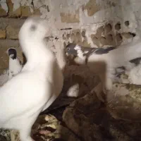 کبوتر|پرنده|هشتگرد, تهران دشت|دیوار