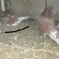 گرگی وسرخ پرشی|پرنده|تیران, |دیوار