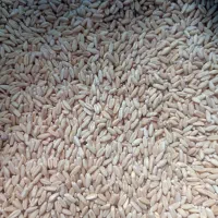 بذرگندم دیم صدرا|خدمات باغبانی و درختکاری|شیرینسو, |دیوار