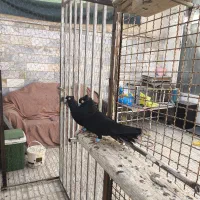 زاغ آبادانی اصیل واکسی