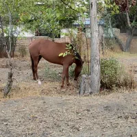 اسب|اسب و تجهیزات اسبسواری|دماوند, دماوند|دیوار