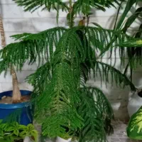 گل کاج|گل و گیاه طبیعی|سنقر, |دیوار