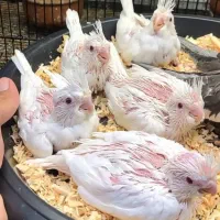 عروس هلندی ۵۰ هزار تومن