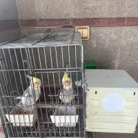 یک جفت عروس هلندی با قفس