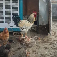 تخم مرغ خانگی