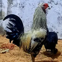 ۱۲ مرغ و ۱ خروس رسمی قدیمی(گلین)