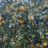 پرتقال تامسون و نارنج