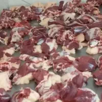 حراج گوسفندفروشی نر سالم عقیقه نذری|حیوانات مزرعه|قم, صفاشهر|دیوار