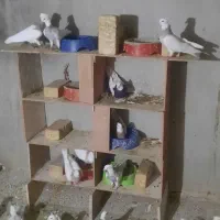 طوقی
