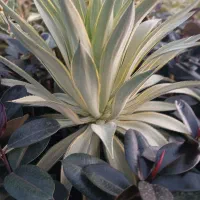 گل آپارتمانی|گل و گیاه طبیعی|تهران, کامرانیه|دیوار