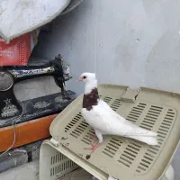 سبز