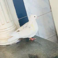 نر کمخال خال جعفری|پرنده|بروجرد, |دیوار