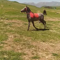 اسب