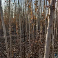 نهال|خدمات باغبانی و درختکاری|شهریار, شهریار|دیوار