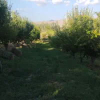 فروش باغ ۶ هزار متر|فروش زمین و ملک کلنگی|شاهین دژ, |دیوار