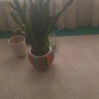 گلی طبیعی|گل و گیاه طبیعی|یاسوج, |دیوار