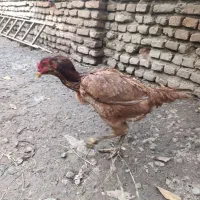 مرغ لاری|حیوانات مزرعه|گرگان, |دیوار