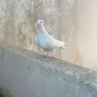 کفتر تهرانی وگرده ای|پرنده|بروجرد, |دیوار