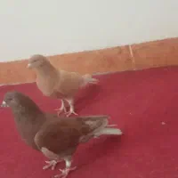 کبوتر های جفتی خوشکل و یک ماده رسمی ونر دمسیاه و..|پرنده|زرند, |دیوار