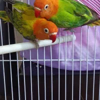 طوطی برزیلی یوینگ|پرنده|ری, دولت‌آباد|دیوار