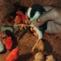 جوجه غاز ،مرغ کاکلی پرپا،بومی،اردک