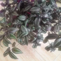 گل زیبای طبیعی