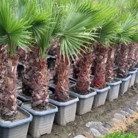 نخل پالم|گل و گیاه طبیعی|اهواز, سلطانمنش|دیوار