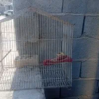 برای مرغ عشق