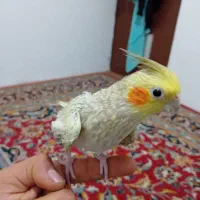 عروس هلندی معاوضه با کفتر