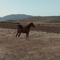 کره اسب مادیان|اسب و تجهیزات اسبسواری|مرودشت, پشت سایپا|دیوار