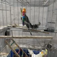 عروس پاریس یا هلندی|پرنده|سوسنگرد, |دیوار