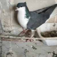 خوشرنگ دمبی سرخ و زرد|پرنده|لنجان, |دیوار